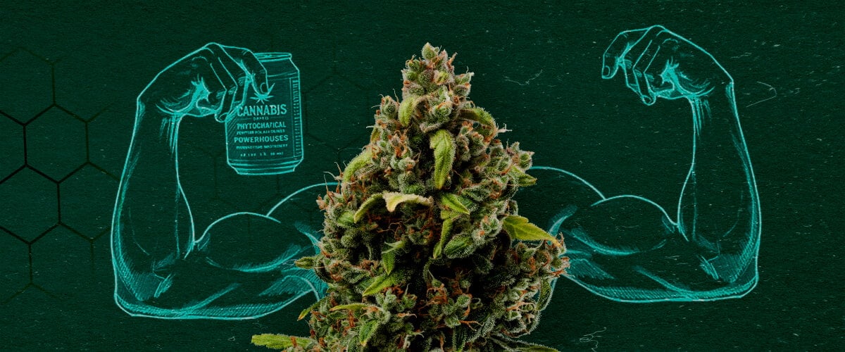 Extraits de Cannabis : Puissants Fongicides Naturels Bourgeon de cannabis montrant des muscles, représentant son pouvoir en tant que fongicide naturel.