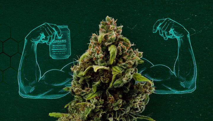 Extraits de Cannabis : Puissants Fongicides Naturels Bourgeon de cannabis montrant des muscles, représentant son pouvoir en tant que fongicide naturel.