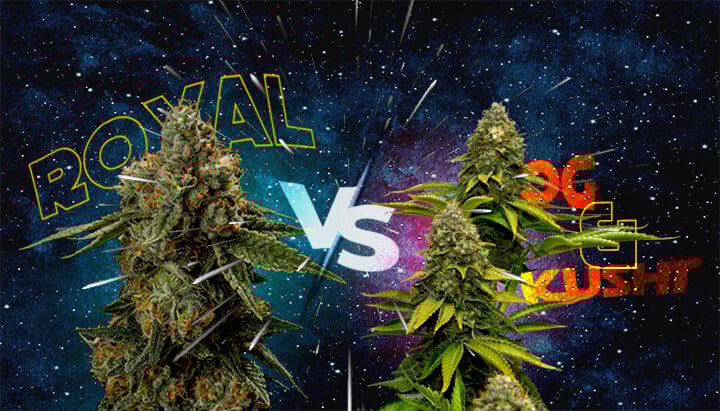 Comment Royal Skywalker se Compare à Skywalker OG et Skywalker Kush Cannabis Une illustration de deux bourgeons de cannabis avec les textes