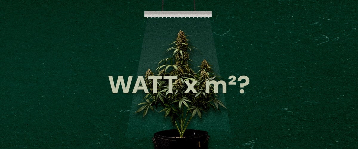 Une illustration d'une plante de cannabis sous une lampe LED de culture avec le texte 