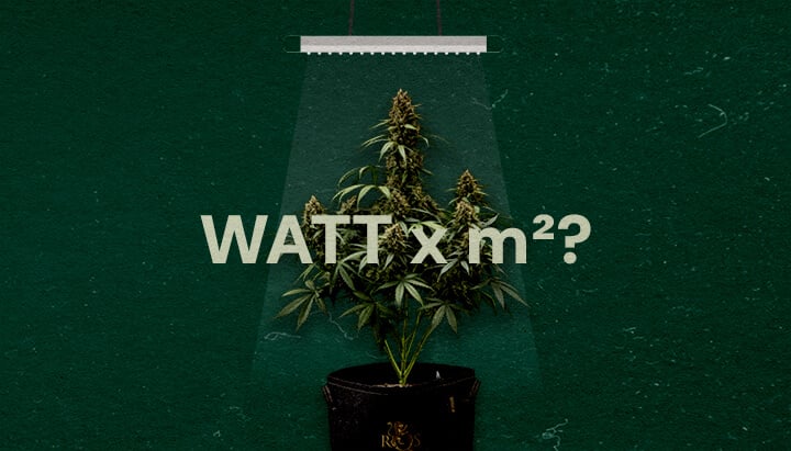 Une illustration d'une plante de cannabis sous une lampe LED de culture avec le texte 