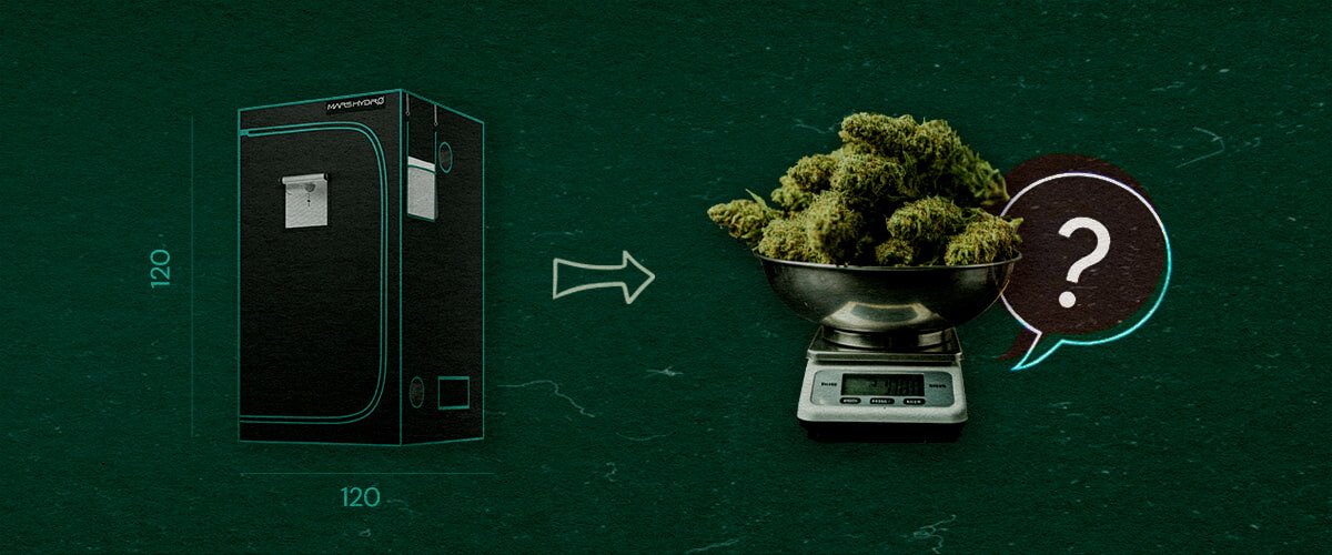 Plantes de Cannabis dans une Tente de Culture 4×4 Illustration d'une tente de culture 4×4 (120 cm x 120 cm) avec une flèche pointant vers une balance remplie de bourgeons de cannabis et un point d'interrogation, symbolisant combien de plantes de cannabis peuvent tenir dans la tente, sur un fond vert.