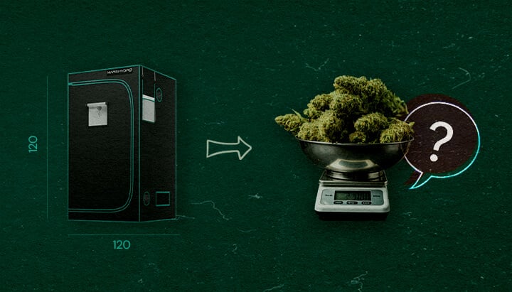 Plantes de Cannabis dans une Tente de Culture 4×4 Illustration d'une tente de culture 4×4 (120 cm x 120 cm) avec une flèche pointant vers une balance remplie de bourgeons de cannabis et un point d'interrogation, symbolisant combien de plantes de cannabis peuvent tenir dans la tente, sur un fond vert.