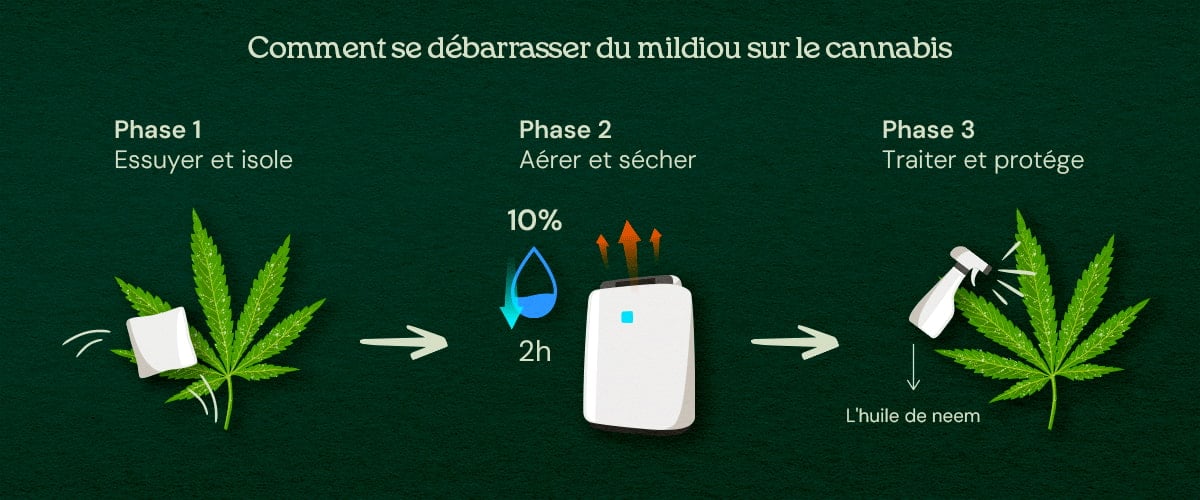 Comment se débarrasser du mildiou sur le cannabis (traitement en 3 phases) Une illustration de feuilles de cannabis avec moisissure poudreuse, montrant un processus de cure en 3 phases incluant retrait, traitement et prévention, sur un fond neutre.