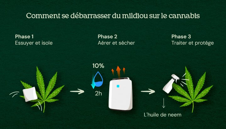 Comment se débarrasser du mildiou sur le cannabis (traitement en 3 phases) Une illustration de feuilles de cannabis avec moisissure poudreuse, montrant un processus de cure en 3 phases incluant retrait, traitement et prévention, sur un fond neutre.