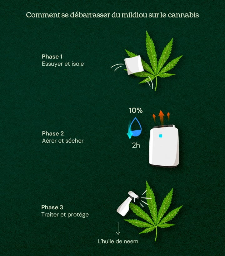 Une illustration de feuilles de cannabis avec moisissure poudreuse, montrant un processus de cure en 3 phases incluant retrait, traitement et prévention, sur un fond neutre.