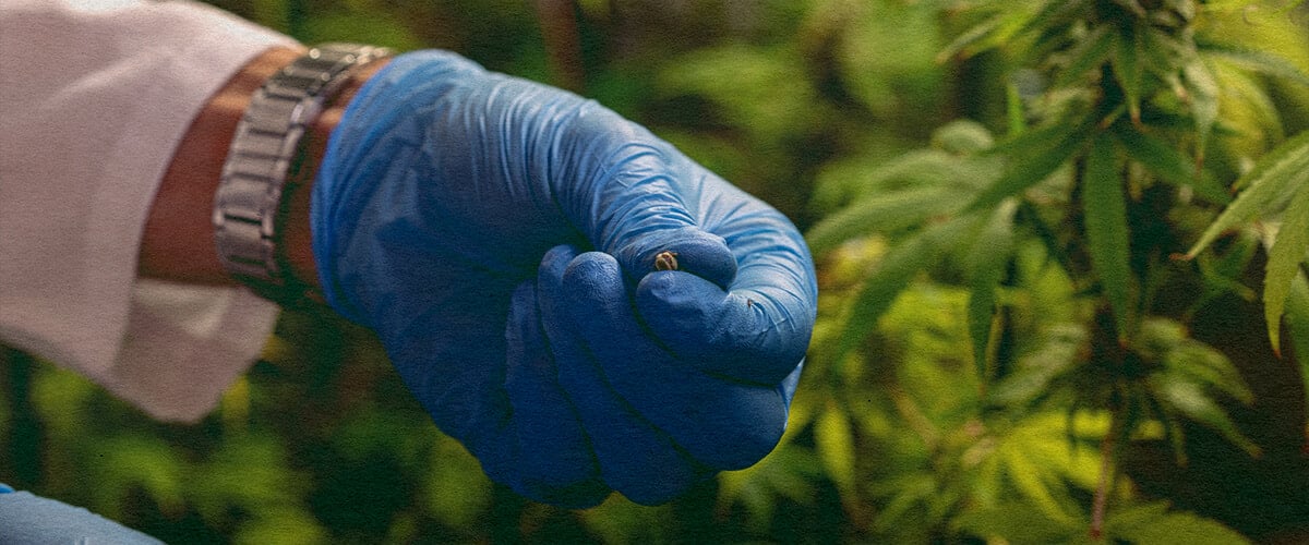 Comment Éviter les Problèmes de Pollinisation : Image de Sacs de Pollen Gros plan d'une plante de cannabis mâle avec des sacs de pollen, illustrant comment éviter les problèmes de pollinisation sur un fond vert foncé, idéal pour les conseils de culture de cannabis.