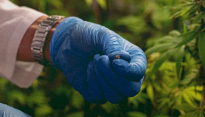 Comment Éviter les Problèmes de Pollinisation : Image de Sacs de Pollen Gros plan d'une plante de cannabis mâle avec des sacs de pollen, illustrant comment éviter les problèmes de pollinisation sur un fond vert foncé, idéal pour les conseils de culture de cannabis.