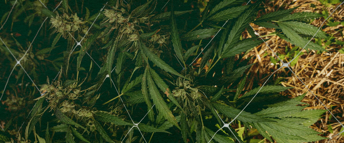Comment Entretenir le Sol en Hiver : Image 5 Étapes Plante de cannabis avec paillis et filet, illustrant 5 étapes pour entretenir le sol en hiver avec isolation et protection, idéale pour des guides de culture de cannabis.