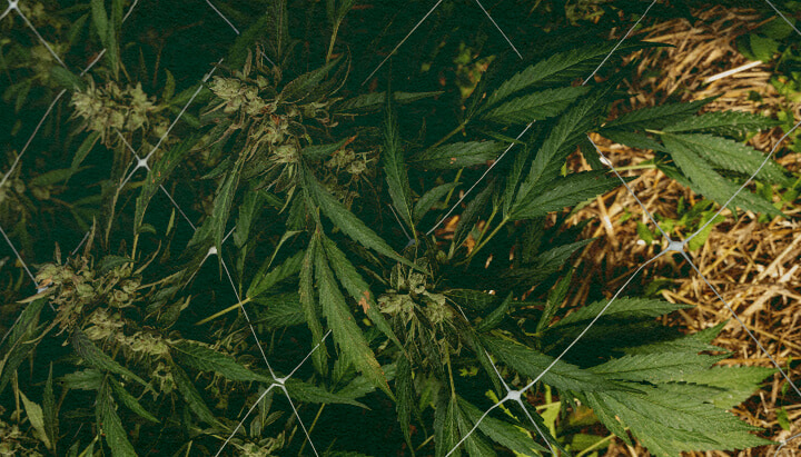 Comment Entretenir le Sol en Hiver : Image 5 Étapes Plante de cannabis avec paillis et filet, illustrant 5 étapes pour entretenir le sol en hiver avec isolation et protection, idéale pour des guides de culture de cannabis.