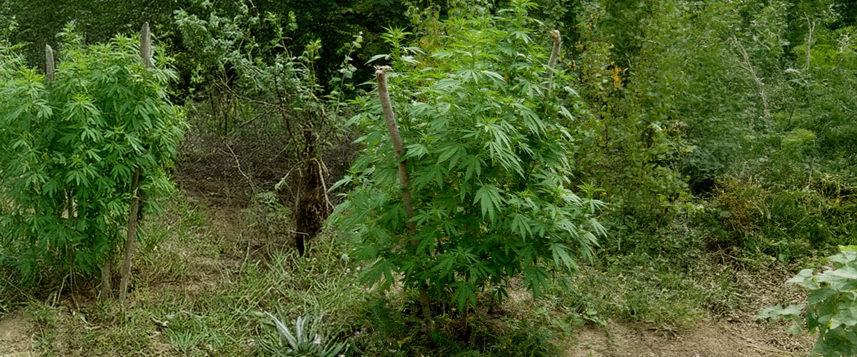 Comment trouver le bon emplacement pour votre culture guerrilla Comment trouver le bon emplacement pour votre culture guerrilla