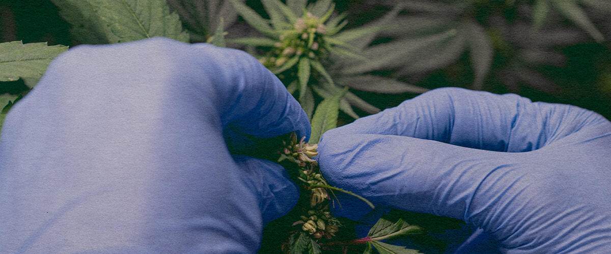 Comment Introduire du Pollen de Marijuana : Image de Sacs de Pollen Gros plan d'une plante de cannabis mâle avec des sacs de pollen, montrant comment collecter le pollen pour polliniser une plante femelle sur un fond vert foncé, idéal pour les guides de reproduction de cannabis.
