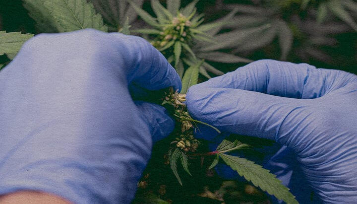 Comment Introduire du Pollen de Marijuana : Image de Sacs de Pollen Gros plan d'une plante de cannabis mâle avec des sacs de pollen, montrant comment collecter le pollen pour polliniser une plante femelle sur un fond vert foncé, idéal pour les guides de reproduction de cannabis.
