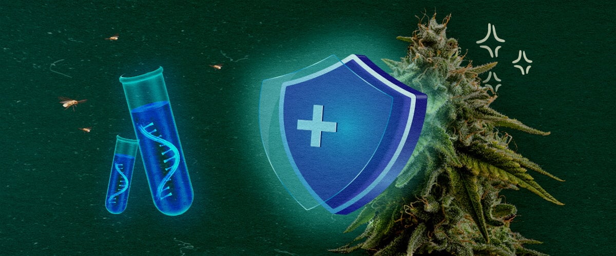 Prévenir le CCYV dans les cultures de cannabis Plante de cannabis avec bouclier protecteur et tubes à essai sur fond vert, illustrant la prévention de CCYV dans les cultures de cannabis.