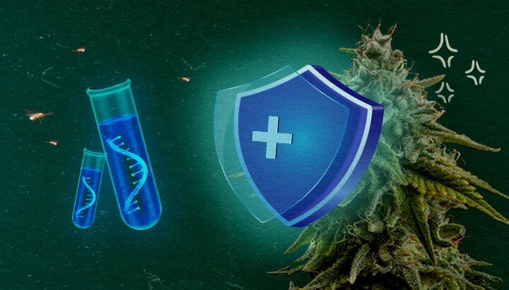 Prévenir le CCYV dans les cultures de cannabis Plante de cannabis avec bouclier protecteur et tubes à essai sur fond vert, illustrant la prévention de CCYV dans les cultures de cannabis.
