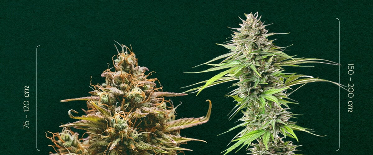 Autofloraison vs. Période de Lumière : Comparaison de la Taille des Plantes Taille Autofloraison vs. Période de lumière : Découvrez la différence de hauteur typique entre les plants de cannabis à autofloraison (75-120cm) et à photopériode (150-200cm). Apprenez à les distinguer.