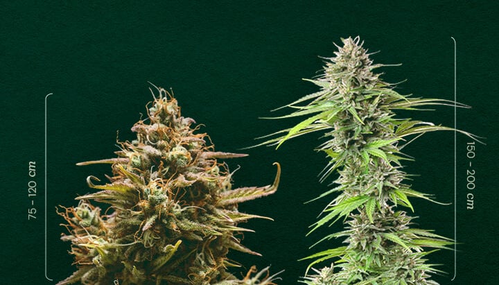 Autofloraison vs. Période de Lumière : Comparaison de la Taille des Plantes Taille Autofloraison vs. Période de lumière : Découvrez la différence de hauteur typique entre les plants de cannabis à autofloraison (75-120cm) et à photopériode (150-200cm). Apprenez à les distinguer.