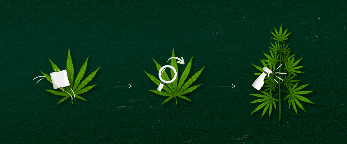 Illustration des méthodes d'application de cannabis : spray, wipe ou fog, design vert et blanc sur fond sombre.