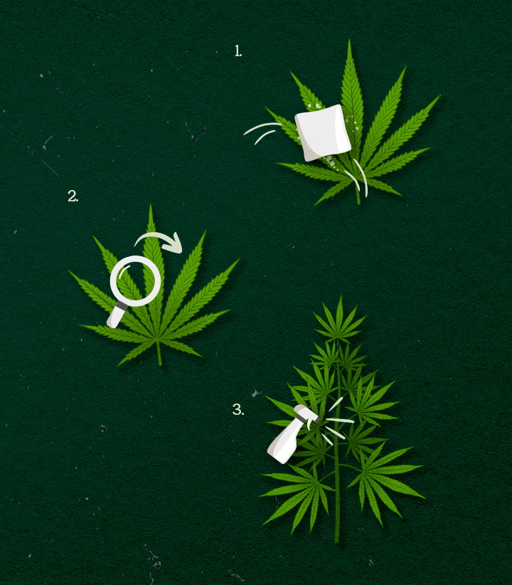 Illustration des méthodes d'application de cannabis : spray, wipe ou fog, design vert et blanc sur fond sombre.