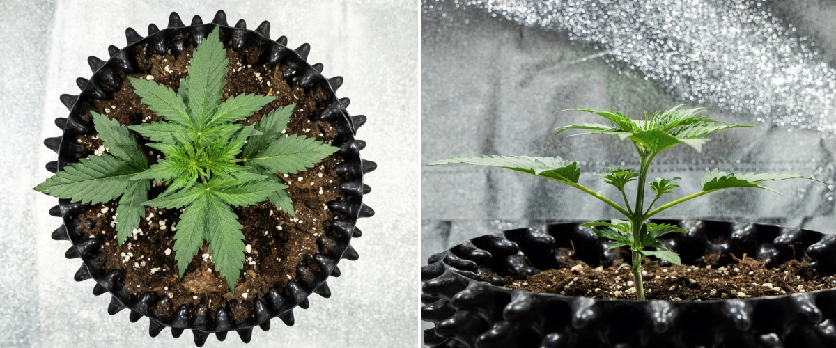 Grow report Hyperion F1 : semaine 2, croissance végétative rapide Plant de cannabis Hyperion F1 pendant la semaine 2 du grow report, montrant une croissance végétative rapide, un feuillage vert sain, des branches en développement, une structure de tige robuste et un air pot noir.