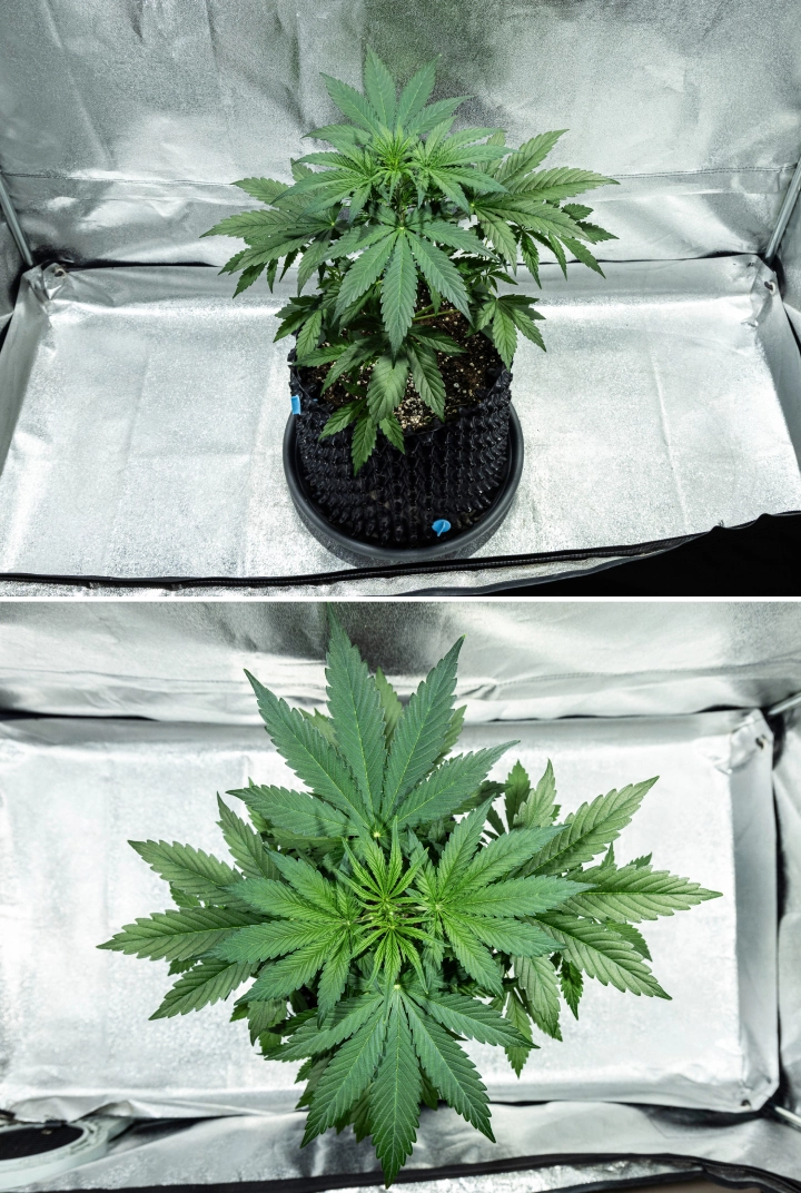 Grow report Hyperion F1 : semaine 3, croissance de préfloraison Plant de cannabis Hyperion F1 pendant la semaine 3 du grow report, montrant une croissance végétative vigoureuse, un feuillage vert dense, une forte ramification, de larges feuilles nourricières et un couvert végétal sain dans une tente de culture.