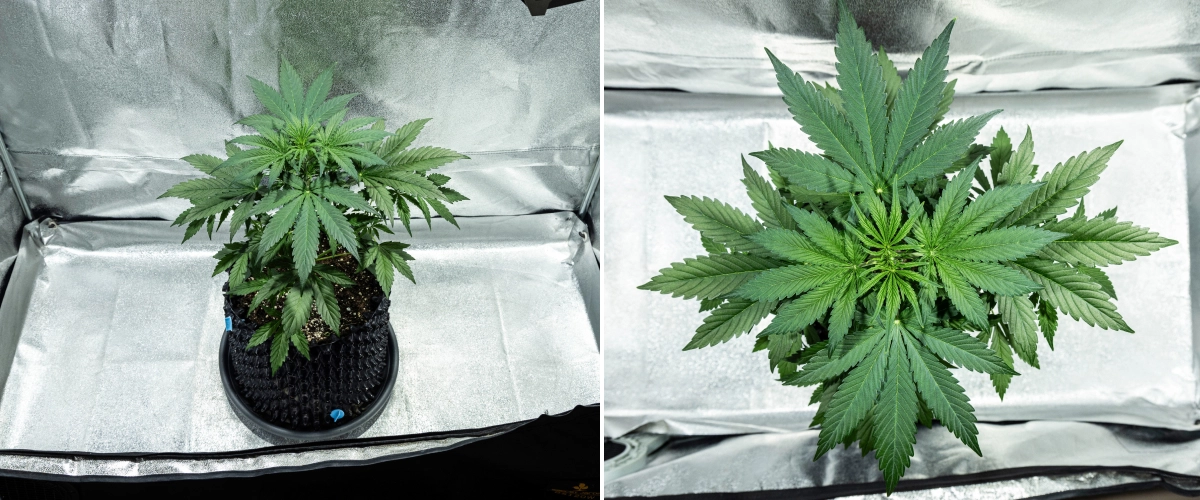 Grow report Hyperion F1 : semaine 3, croissance de préfloraison Plant de cannabis Hyperion F1 pendant la semaine 3 du grow report, montrant une croissance végétative vigoureuse, un feuillage vert dense, une forte ramification, de larges feuilles nourricières et un couvert végétal sain dans une tente de culture.