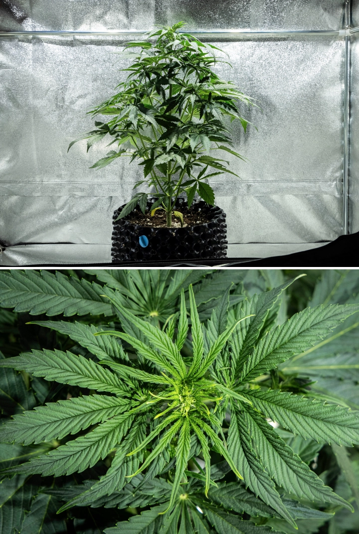 Grow report Hyperion F1 : semaine 4, début de floraison Plant de cannabis Hyperion F1 pendant la semaine 4 du grow report, montrant une croissance de début de floraison, un fort étirement vertical, un feuillage vert sain, des sites floraux en développement et une structure vigoureuse dans une tente de culture.