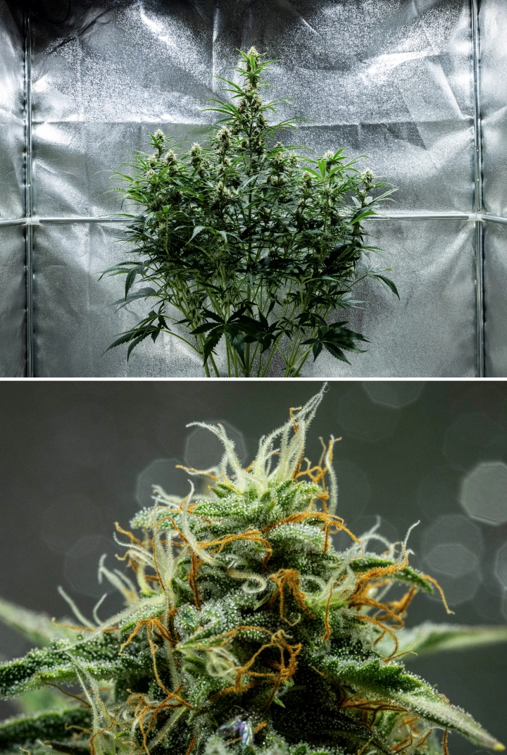 Grow report Hyperion F1 : semaine 8, têtes collantes et résineuses Plant de cannabis Hyperion F1 pendant la semaine 8 du grow report, montrant des têtes collantes et résineuses, une couverture givrée de trichomes, des pistils orange et blancs, de grandes colas en floraison et un développement de fin de floraison dans une tente de culture.