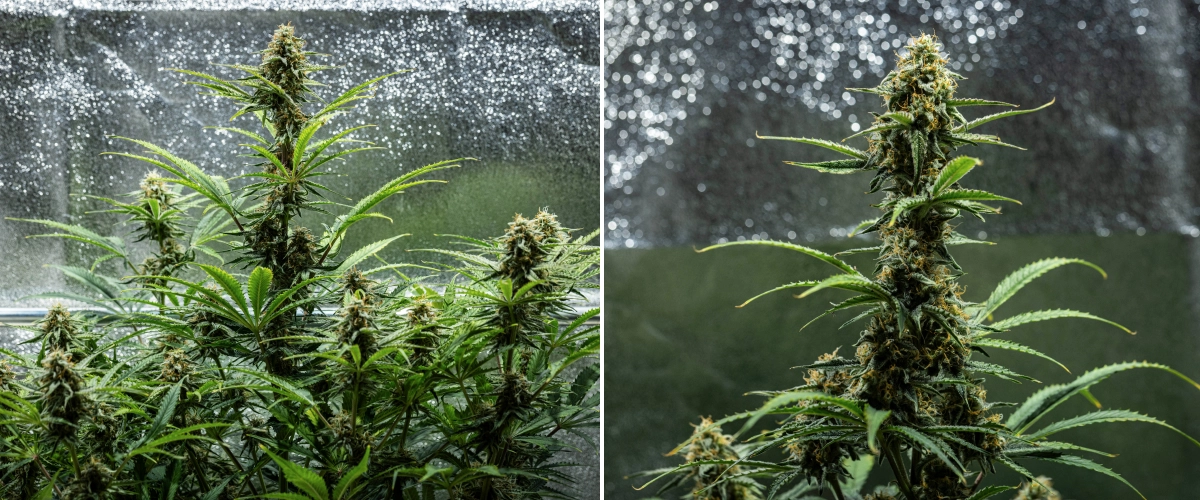 Grow report Hyperion F1 : semaine 9, maturation finale Plant de cannabis Hyperion F1 pendant la semaine 9 du grow report, montrant des colas matures en floraison, des têtes résineuses, des pistils orange, des feuilles qui jaunissent et une maturation finale dans une tente de culture.