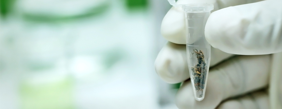 Laboratoire cannabis huile oxford fonds investigation scientifique