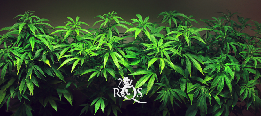 northern light royal queen seeds crop