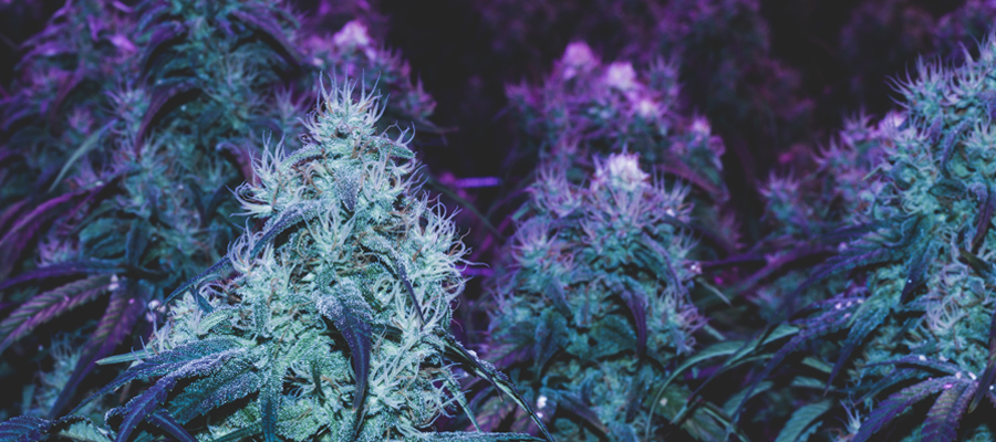 Lumière ultraviolette culture de cannabis nutriments stade végétatif