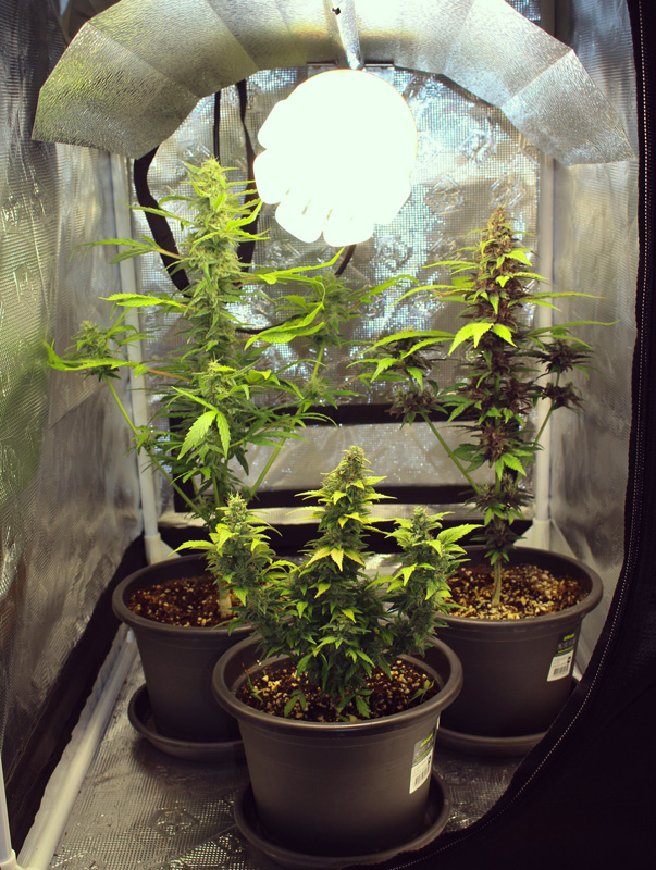 Merveilles De La Micro Culture – Cannabis De Haute Qualité Dans De ... Merveilles De La Micro Culture – Cannabis De Haute Qualité Dans De ...