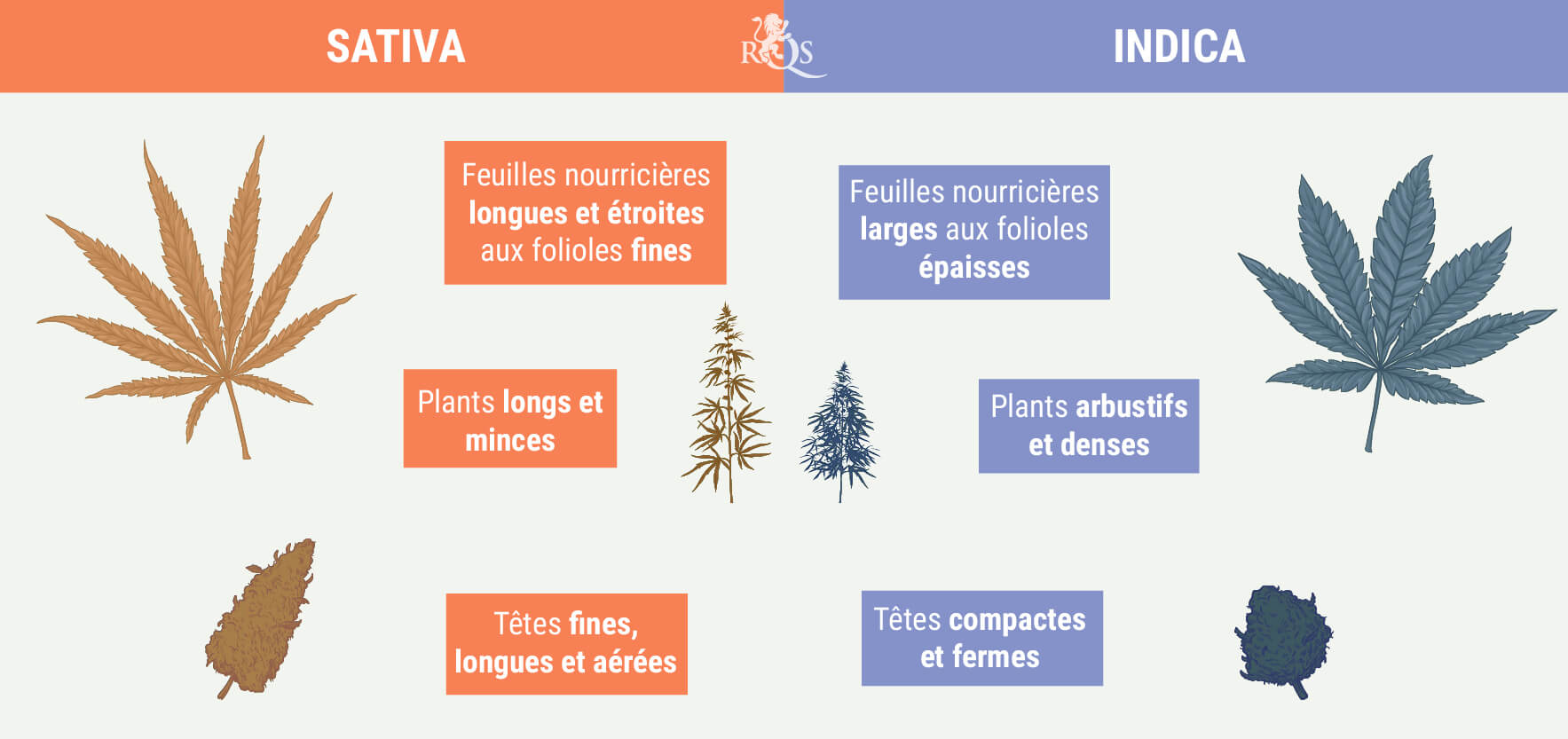 DISTINGUER INDICA ET SATIVA DISTINGUER INDICA ET SATIVA