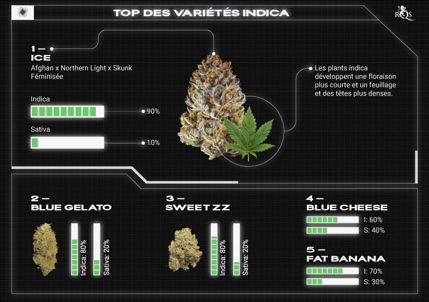 Top RQS Indica Strains