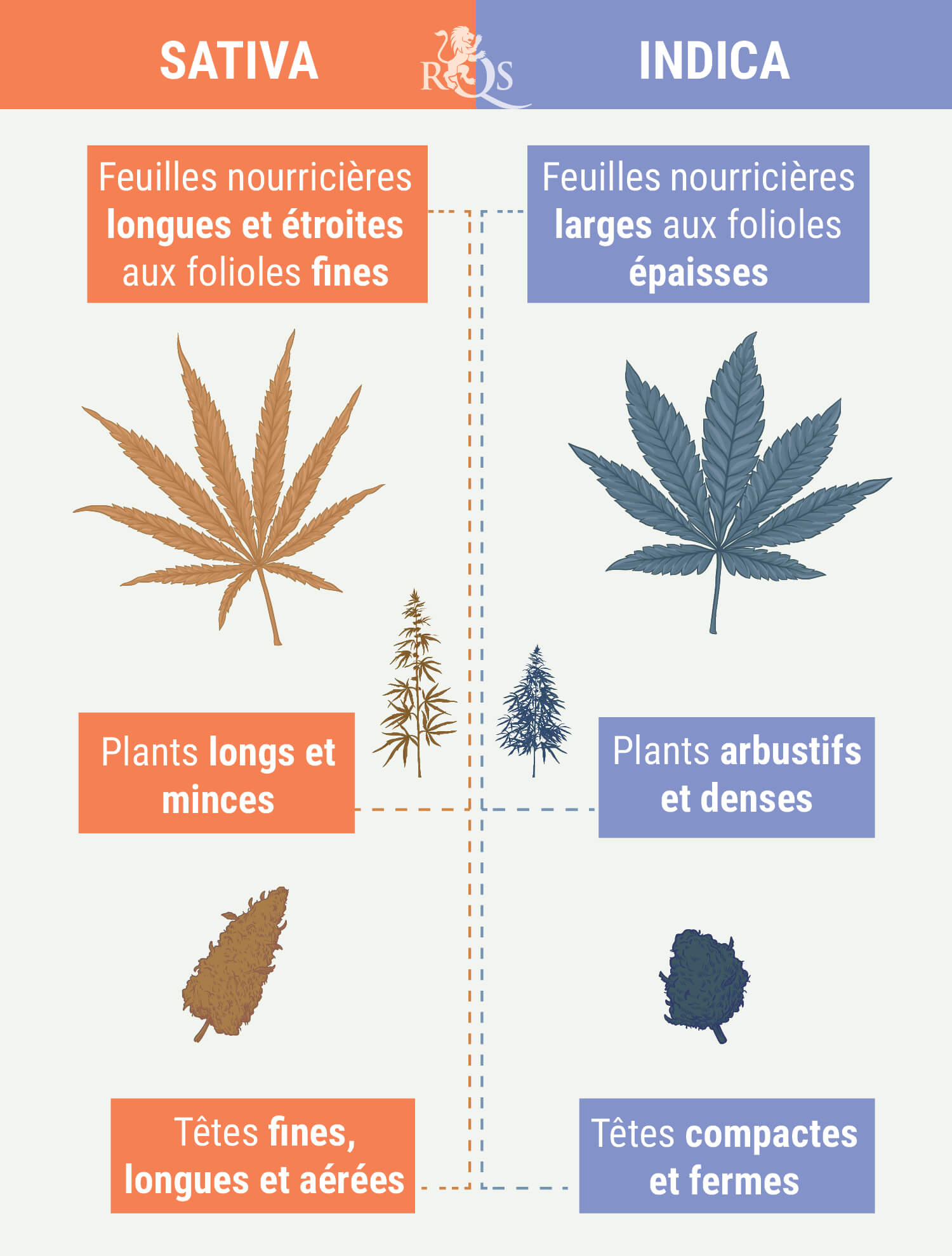 DISTINGUER INDICA ET SATIVA