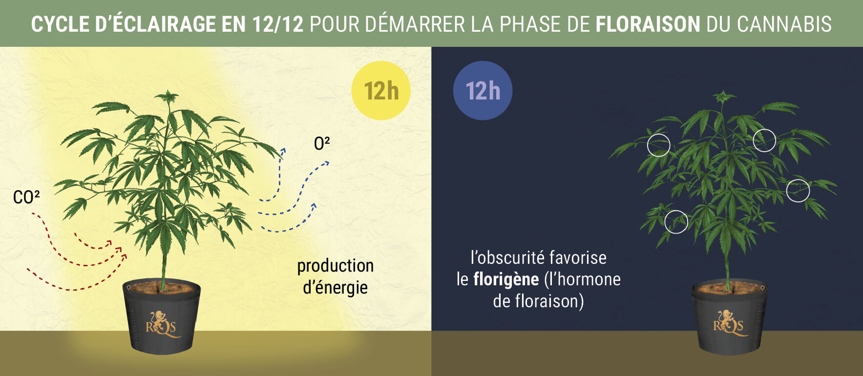 Quand Débute La Phase de Floraison Des Variétés Photopériodiques ? Quand Débute La Phase de Floraison Des Variétés Photopériodiques ?
