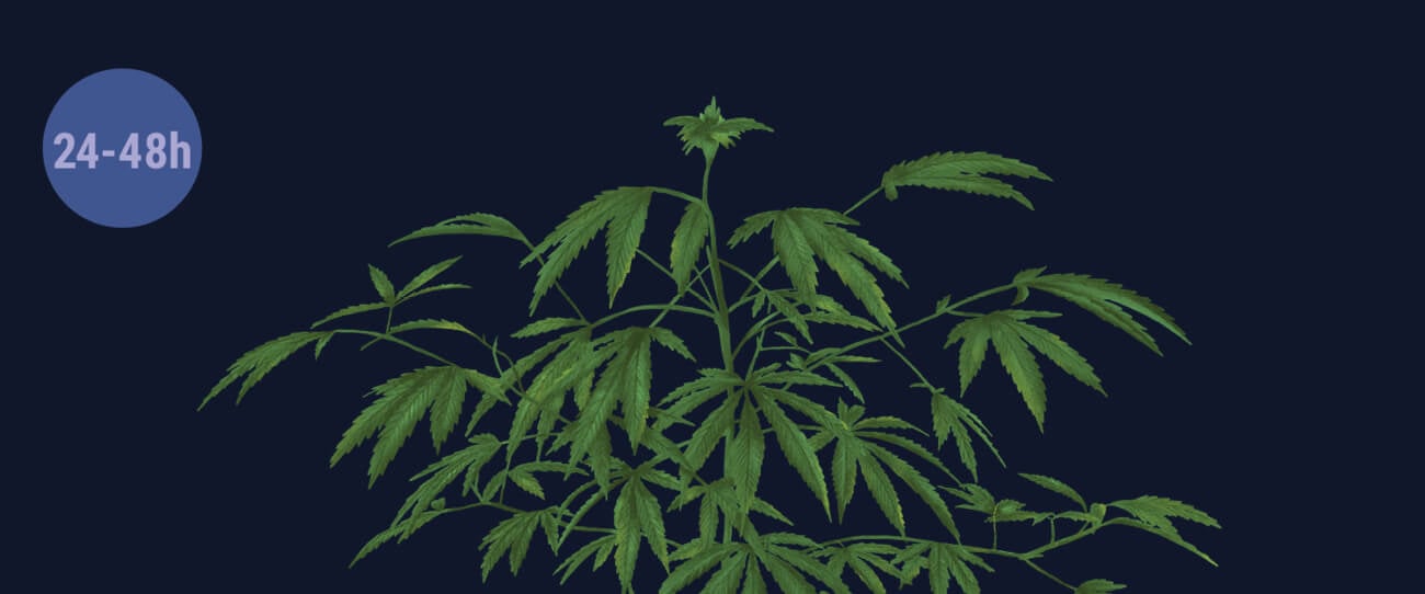 Choquez Vos Plants Avec La Pénombre Choquez Vos Plants Avec La Pénombre