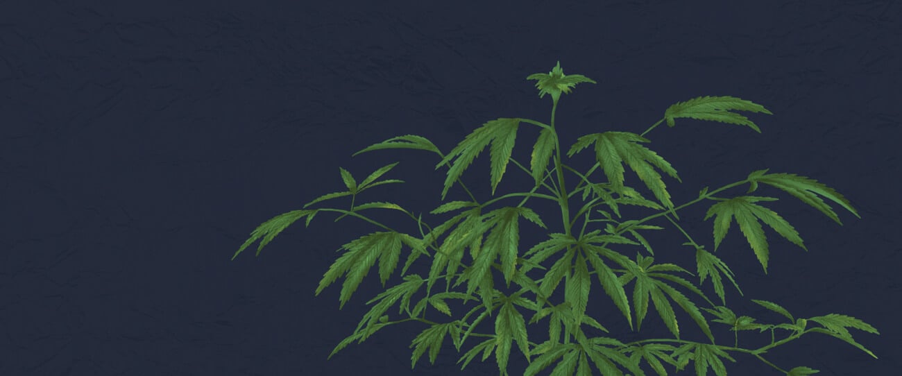 Ne Dérangez Pas Vos Plants Dans La Pénombre Ne Dérangez Pas Vos Plants Dans La Pénombre