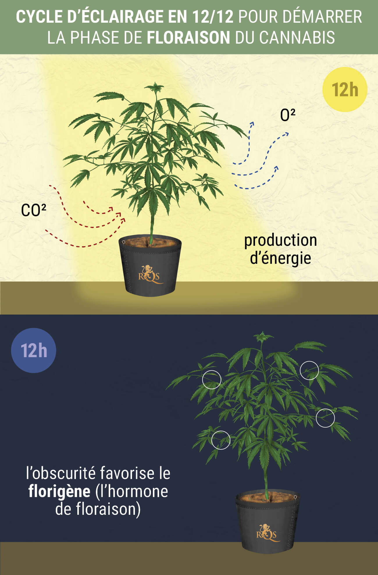 Quand Débute La Phase de Floraison Des Variétés Photopériodiques ? Quand Débute La Phase de Floraison Des Variétés Photopériodiques ?