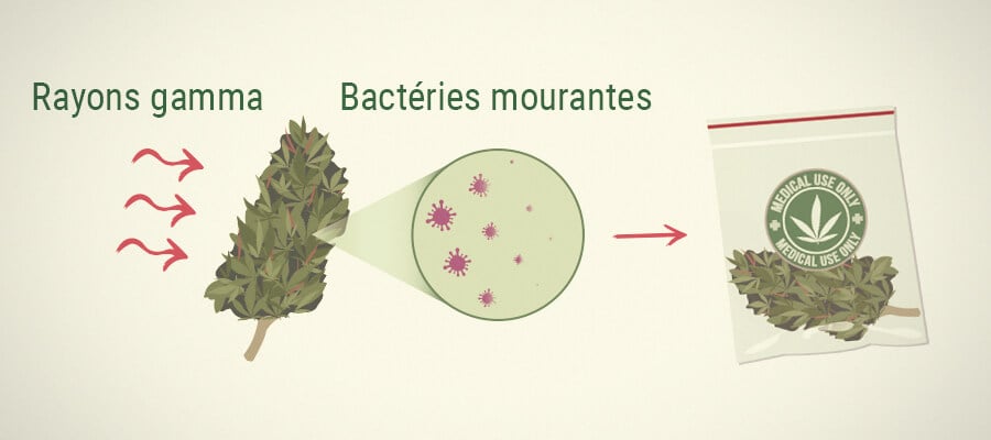 Moisissures sur le cannabis médical: l'irradiation