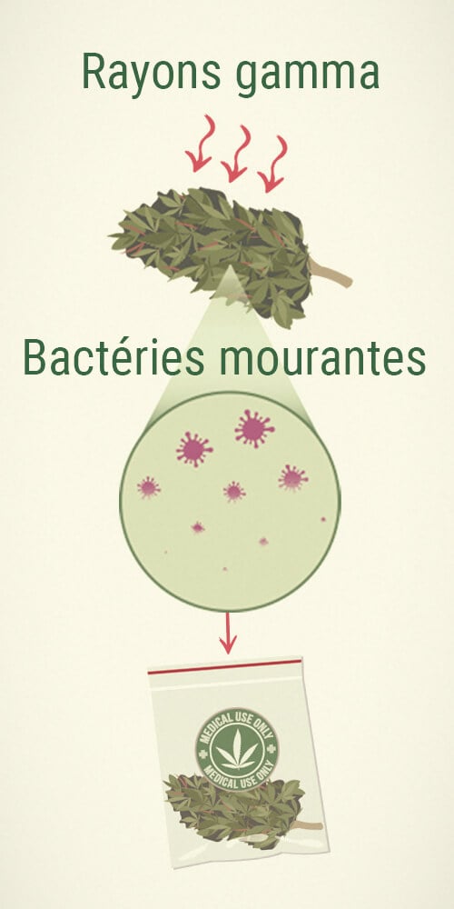 Moisissures Sur Le Cannabis Médical: L'Irradiation