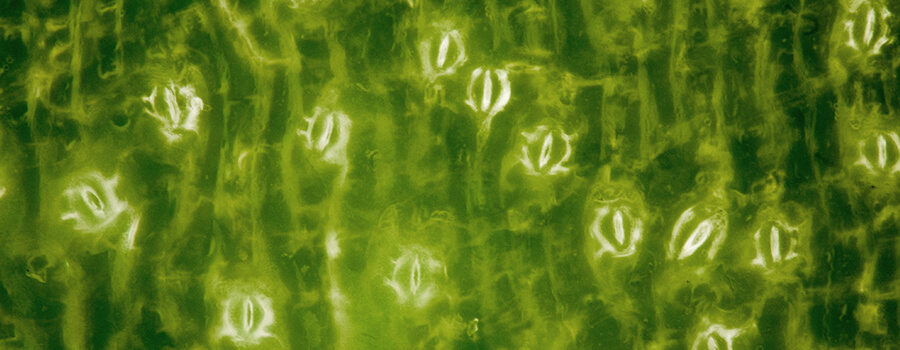 Stomata Feuilles De Cannabis