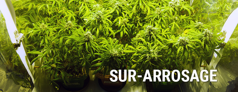 Sur Arrosage Plantes Cannabis