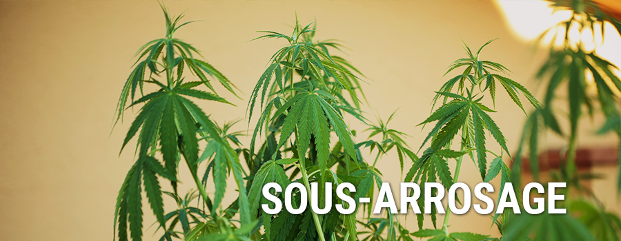 Sous Arrosage Plantes Cannabis