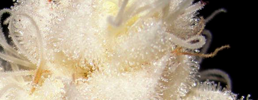 Albino Cannabis Crop Albino Cannabis Crop