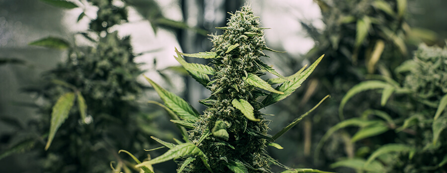 Plante De Cannabis De Forme Arbre De Noël Plante De Cannabis De Forme Arbre De Noël