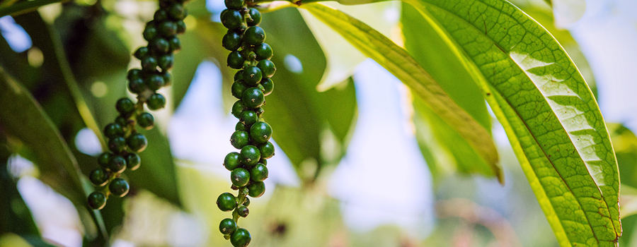 Bêta Caryophyllène Terpène Présent Dans Le Poivre Noir Et Le Cannabis