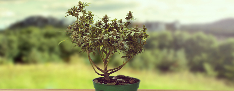 BONSAI DE CANNABIS BONSAI DE CANNABIS
