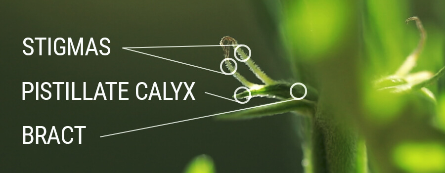 Stigmates, Pistil, Calice, Bracté Stigmates, Pistil, Calice, Bracté